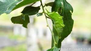 5月20日　定例活動