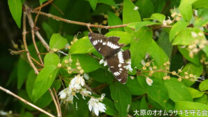 6月5日　ルートセンサス＠大原